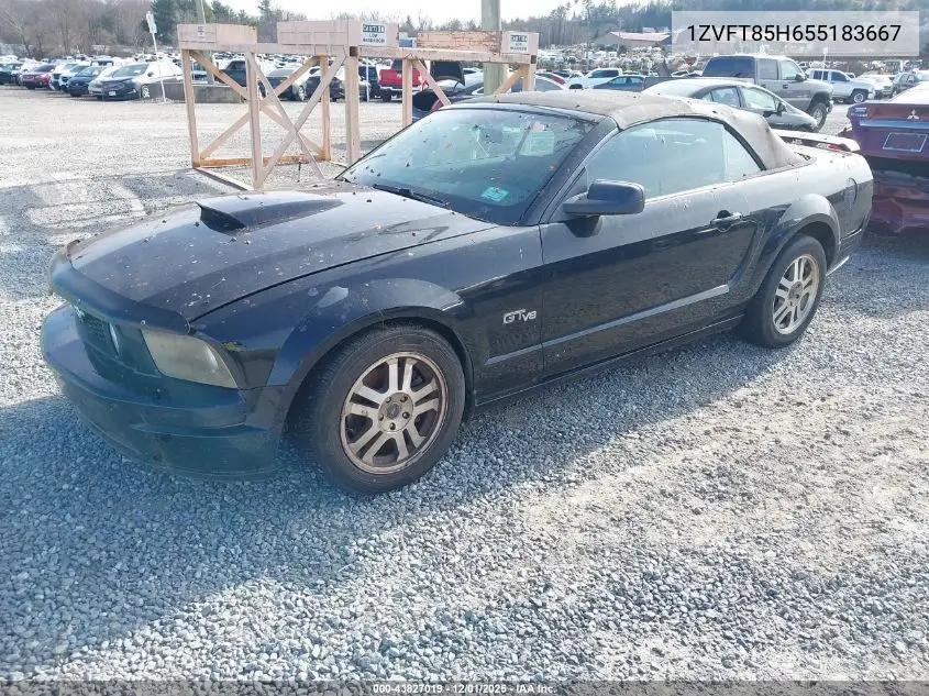 1ZVFT85H655183667 2005 Ford Mustang Gt